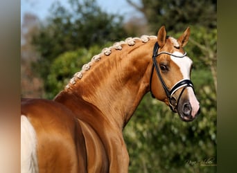 Zweeds warmbloed, Hengst, 12 Jaar, 168 cm, Palomino