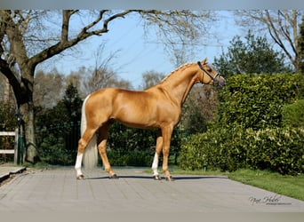 Zweeds warmbloed, Hengst, 12 Jaar, 168 cm, Palomino