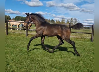 Zweeds warmbloed, Hengst, , 168 cm, Bruin