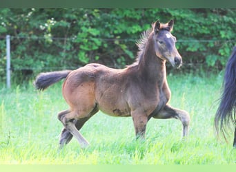 Zweeds warmbloed, Hengst, Veulen (04/2025), 169 cm, Bruin