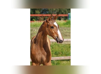 Zweeds warmbloed, Hengst, Veulen (05/2025), Bruin