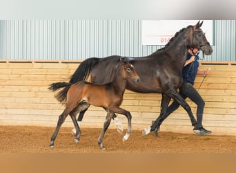 Zweeds warmbloed, Hengst, Veulen (07/2026), Bruin