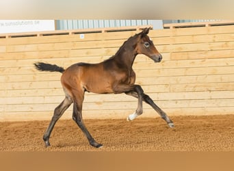 Zweeds warmbloed, Hengst, Veulen (07/2026), Bruin