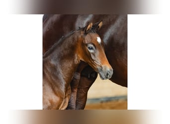 Zweeds warmbloed, Hengst, Veulen (07/2026), Bruin