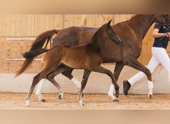 Zweeds warmbloed, Hengst, Veulen (06/2026), Bruin