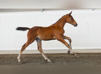 Zweeds warmbloed, Hengst, Veulen (05/2026), Bruin