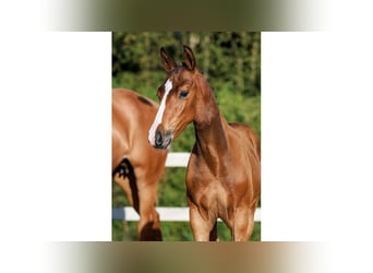 Zweeds warmbloed, Hengst, Veulen (05/2025), Bruin