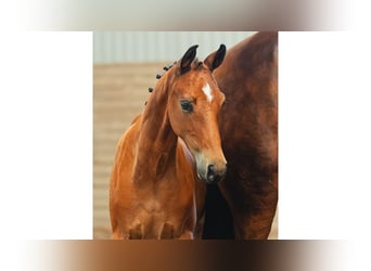 Zweeds warmbloed, Hengst, Veulen (05/2026), Bruin