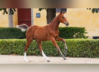 Zweeds warmbloed, Hengst, Veulen (04/2026), Bruin