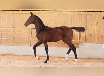 Zweeds warmbloed, Hengst, Veulen (04/2026), Donkerbruin