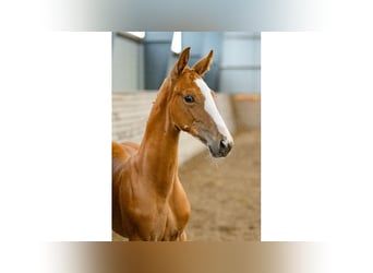 Zweeds warmbloed, Hengst, Veulen (06/2025), Donkere-vos
