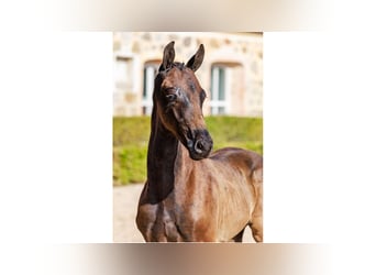Zweeds warmbloed, Hengst, Veulen (06/2025), Roodbruin