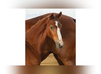 Zweeds warmbloed, Hengst, Veulen (04/2026), Vos