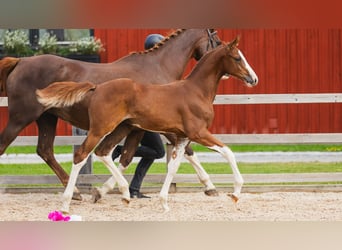 Zweeds warmbloed, Hengst, Veulen (05/2026), Vos