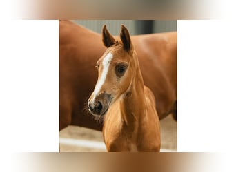 Zweeds warmbloed, Hengst, Veulen (07/2026), Vos