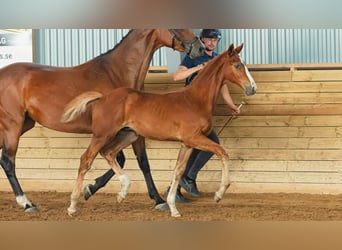 Zweeds warmbloed, Hengst, Veulen (04/2026), Vos