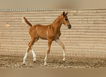 Zweeds warmbloed, Hengst, Veulen (07/2026), Vos