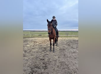 Zweeds warmbloed Mix, Merrie, 10 Jaar, 165 cm, Bruin