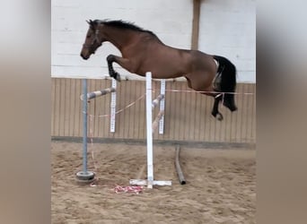 Zweeds warmbloed, Merrie, 10 Jaar, 170 cm, Bruin