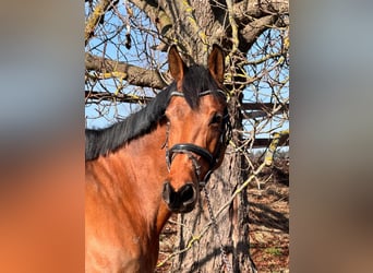 Zweeds warmbloed, Merrie, 10 Jaar, 170 cm, Bruin