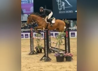 Zweeds warmbloed, Merrie, 10 Jaar, 170 cm, Bruin