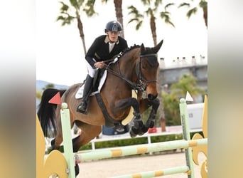 Zweeds warmbloed, Merrie, 11 Jaar, 167 cm, Bruin