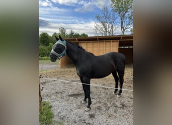 Zweeds warmbloed, Merrie, 14 Jaar, 165 cm, Donkerbruin