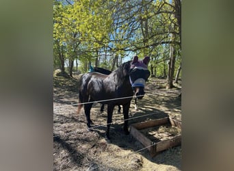 Zweeds warmbloed, Merrie, 14 Jaar, 165 cm, Donkerbruin