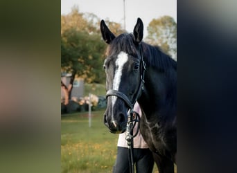 Zweeds warmbloed, Merrie, 2 Jaar, 168 cm, Falbe