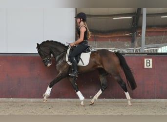 Zweeds warmbloed, Merrie, 3 Jaar, 155 cm, Donkerbruin