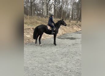 Zweeds warmbloed, Merrie, 3 Jaar, 164 cm, Bruin