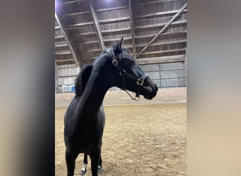 Zweeds warmbloed, Merrie, 3 Jaar, 164 cm, Bruin
