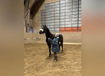 Zweeds warmbloed, Merrie, 3 Jaar, 164 cm, Bruin
