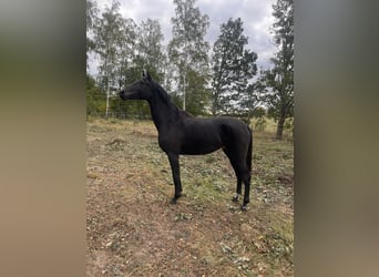 Zweeds warmbloed, Merrie, 3 Jaar, 164 cm, Bruin