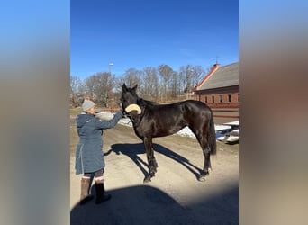 Zweeds warmbloed, Merrie, 3 Jaar, 164 cm, Bruin