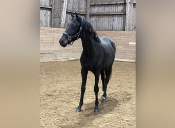 Zweeds warmbloed, Merrie, 3 Jaar, 164 cm, Bruin