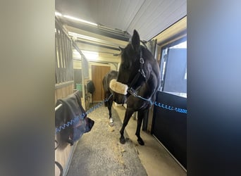 Zweeds warmbloed, Merrie, 3 Jaar, 164 cm, Bruin