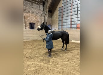 Zweeds warmbloed, Merrie, 3 Jaar, 164 cm, Bruin
