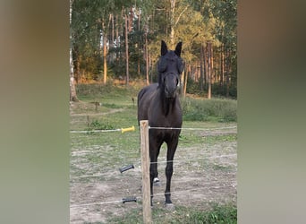 Zweeds warmbloed, Merrie, 3 Jaar, 164 cm, Bruin