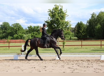 Zweeds warmbloed, Merrie, 4 Jaar, 172 cm, Donkerbruin