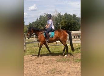 Zweeds warmbloed Mix, Merrie, 5 Jaar, 153 cm, Bruin