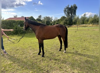Zweeds warmbloed Mix, Merrie, 5 Jaar, 153 cm, Bruin