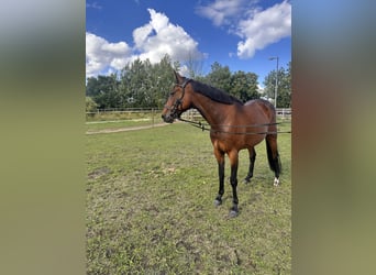 Zweeds warmbloed Mix, Merrie, 5 Jaar, 153 cm, Bruin