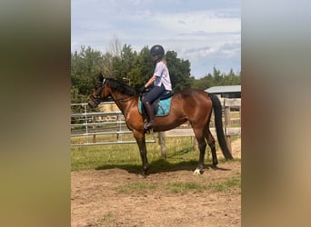 Zweeds warmbloed Mix, Merrie, 5 Jaar, 153 cm, Bruin