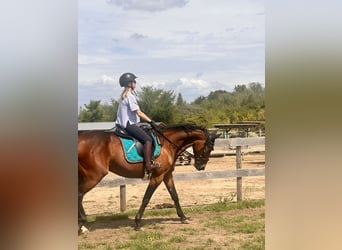 Zweeds warmbloed Mix, Merrie, 5 Jaar, 153 cm, Bruin