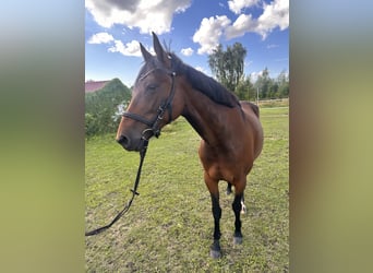 Zweeds warmbloed Mix, Merrie, 5 Jaar, 153 cm, Bruin
