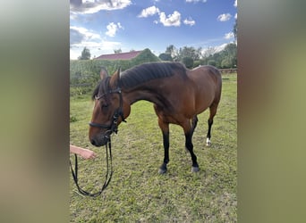 Zweeds warmbloed Mix, Merrie, 5 Jaar, 153 cm, Bruin