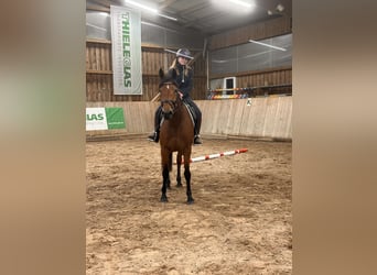 Zweeds warmbloed Mix, Merrie, 5 Jaar, 155 cm, Bruin