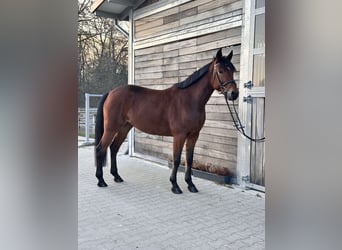 Zweeds warmbloed Mix, Merrie, 5 Jaar, 155 cm, Bruin