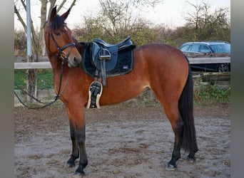 Zweeds warmbloed Mix, Merrie, 5 Jaar, 155 cm, Bruin